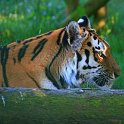 slides/IMG_6040.jpg wildlife, feline, big cat, cat, predator, fur, marking, amur, siberian, tiger WBCW13 - Amur Tiger